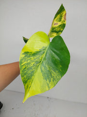 Monstera Aurea Yellow Marilyn 1A