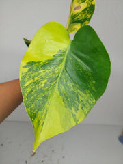 Monstera Aurea Yellow Marilyn 1A