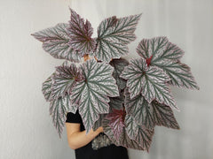 Begonia Pink Minx buschig