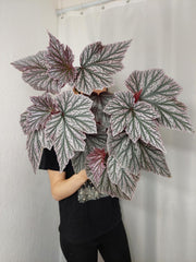 Begonia Pink Minx buschig