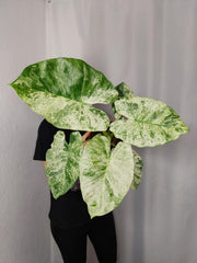 Alocasia Macrorrhiza Splash