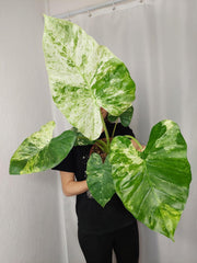 Alocasia Macrorrhiza Splash