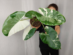 Alocasia Macrorrhiza Variegata