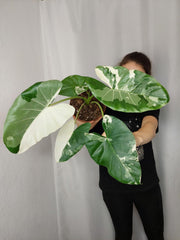 Alocasia Macrorrhiza Variegata
