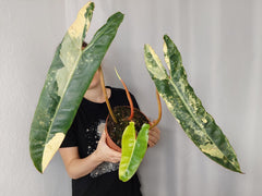 Philodendron Billietiae Variegata XXL