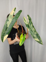 Philodendron Billietiae Variegata XXL