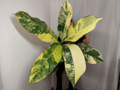 Dieffenbachia Big Ben Aurea