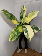 Dieffenbachia Big Ben Aurea