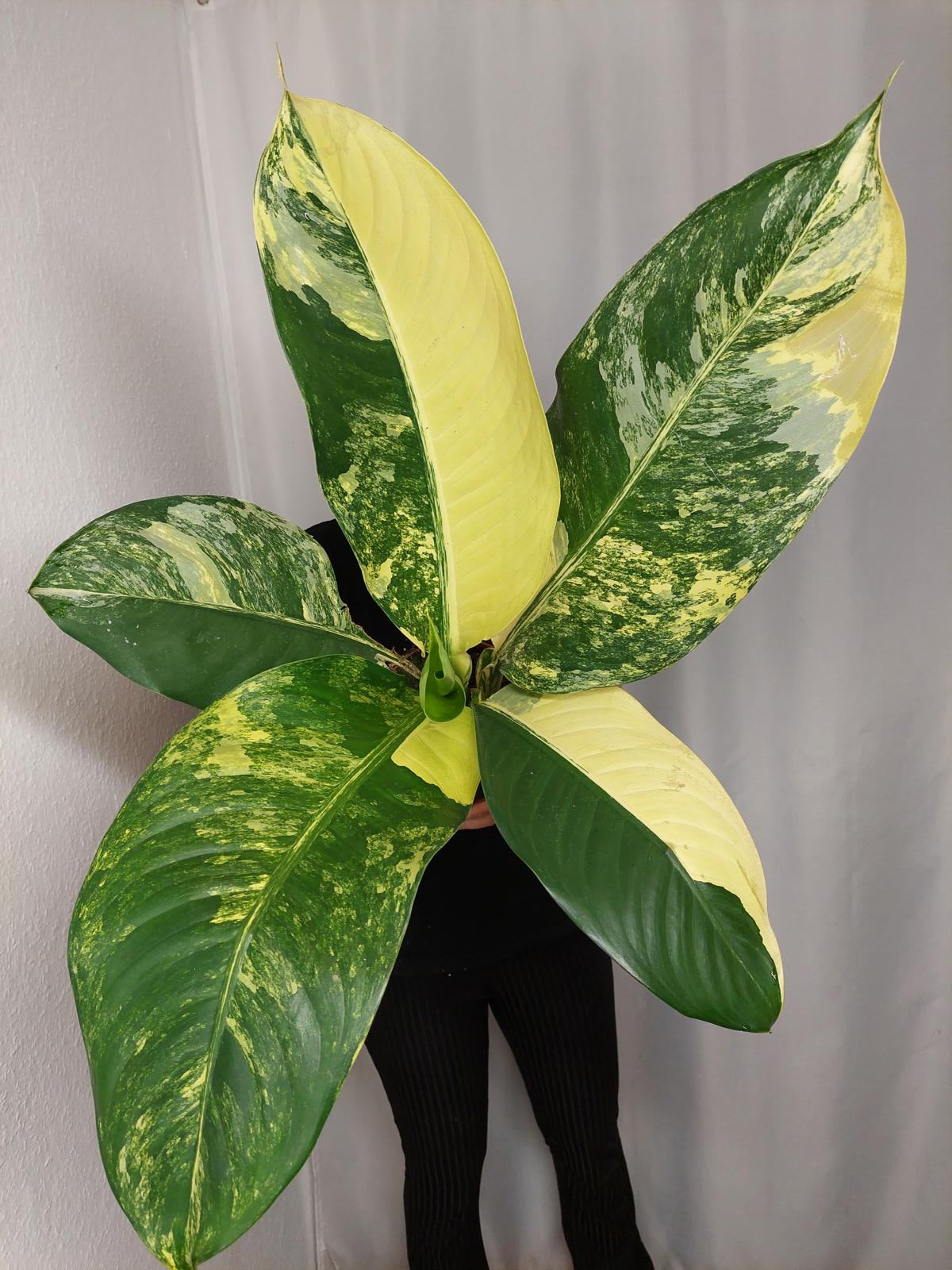 Dieffenbachia Big Ben Aurea