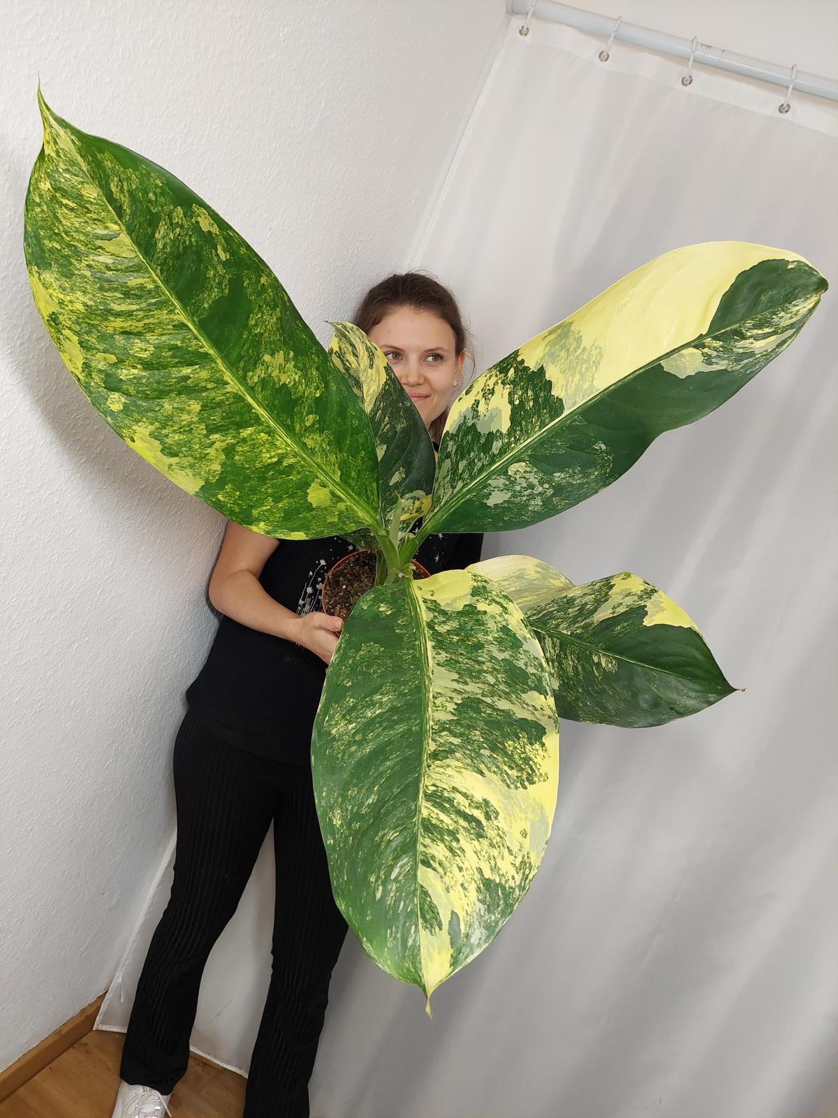 Dieffenbachia Big Ben Aurea