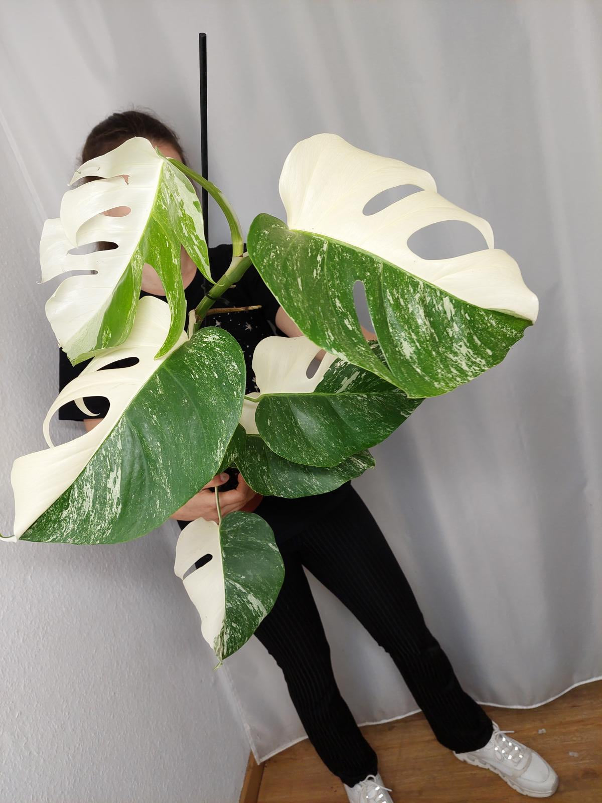 Monstera Variegata Halfmoon (zum aussuchen)