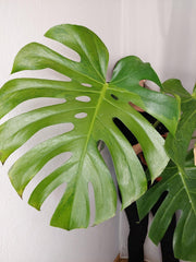 Monstera Green on Green