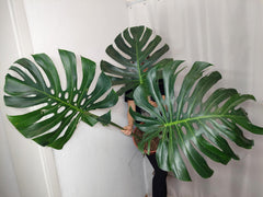 Monstera Green on Green XXL