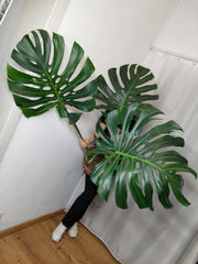 Monstera Green on Green XXL