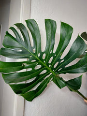 Monstera Green on Green XXL