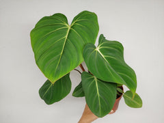 Philodendron Gloriosum