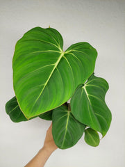 Philodendron Gloriosum