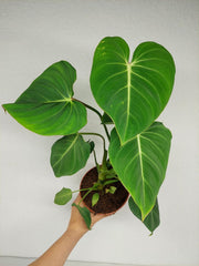 Philodendron Gloriosum