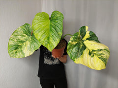 Philodendron Mamei Aurea Variegata