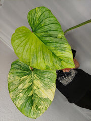Philodendron Mamei Aurea Variegata