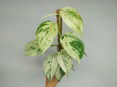 Scindapsus noID Variegata