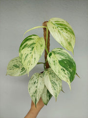 Scindapsus noID Variegata