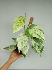 Scindapsus noID Variegata