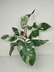 Philodendron White Princess 1A