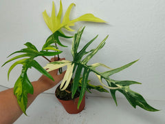 Philodendron Tortum x Florida Beauty Variegata