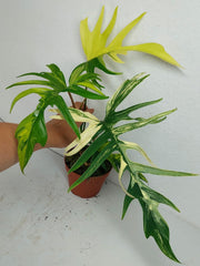 Philodendron Tortum x Florida Beauty Variegata