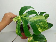 Monstera Aurea Stecklinge