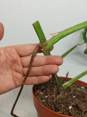 Monstera Aurea Stecklinge