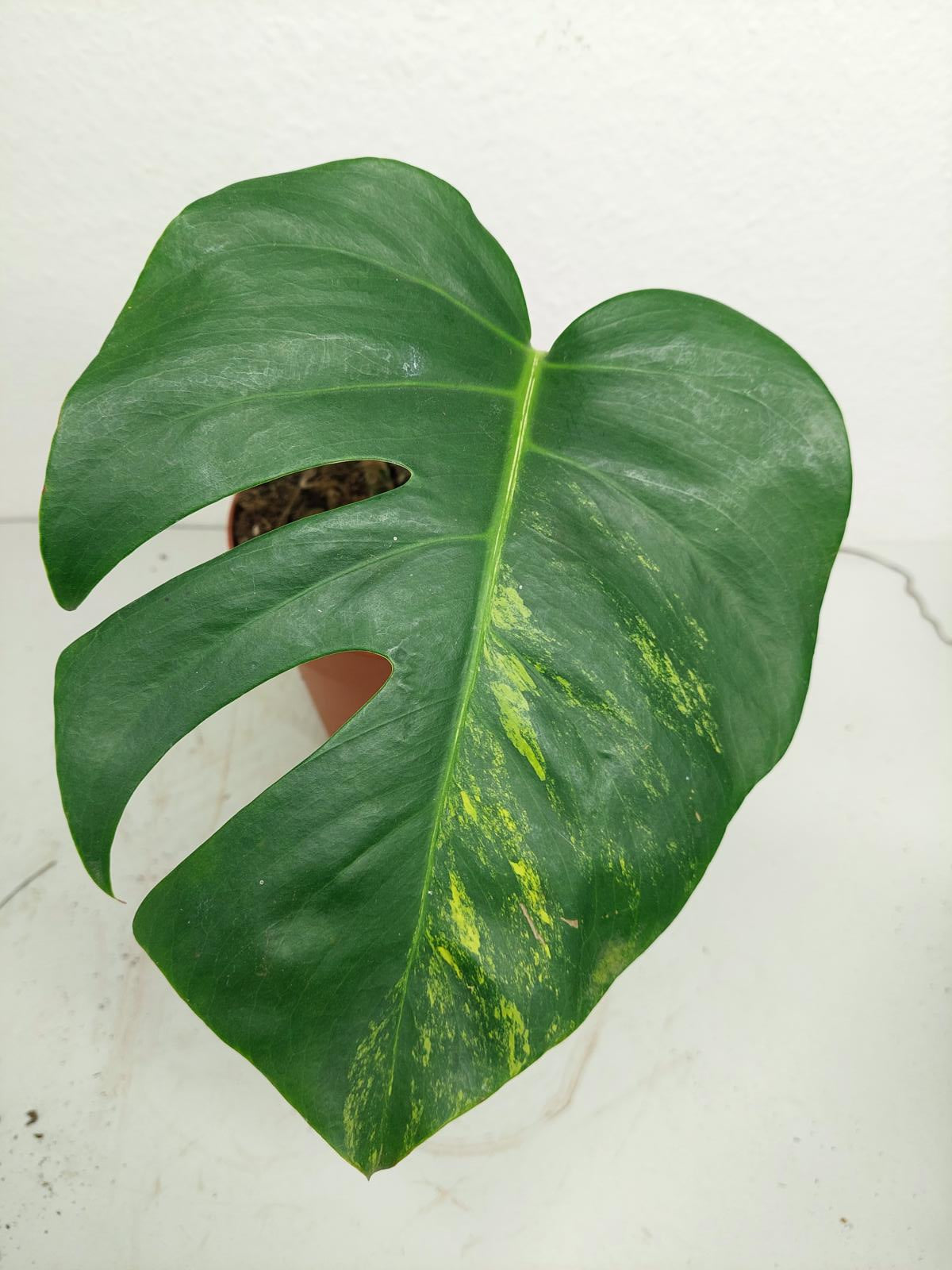 Monstera Aurea Stecklinge