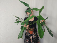 Philodendron Longilobatum Lelano Miyano groß