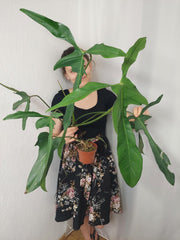 Philodendron Longilobatum Lelano Miyano groß