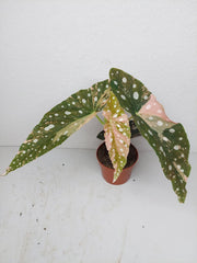 Begonia Maculata Pink Variegata