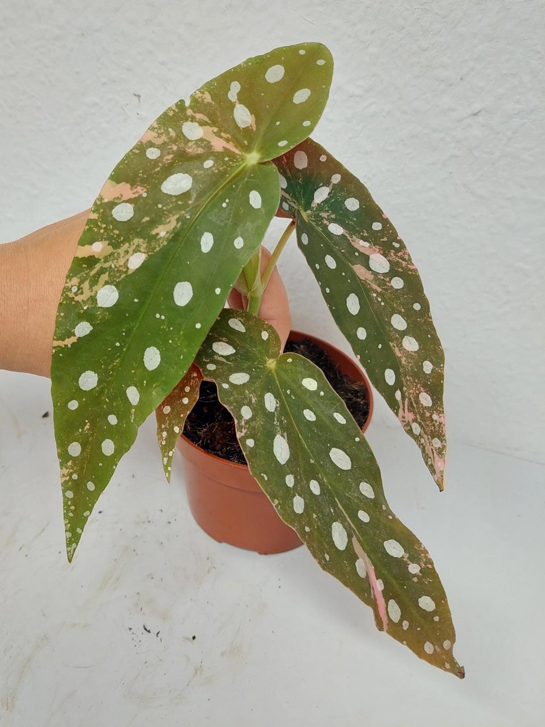 Begonia Maculata Pink Variegata