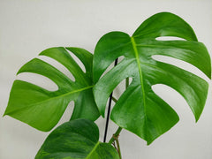 Monstera Green on Green Steckling (zum aussuchen)