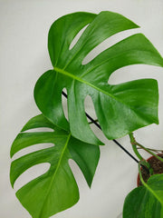 Monstera Green on Green Steckling (zum aussuchen)