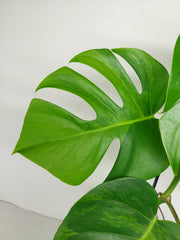 Monstera Green on Green Steckling (zum aussuchen)