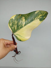 Philodendron Strawberry Shake Steckling (zum aussuchen)