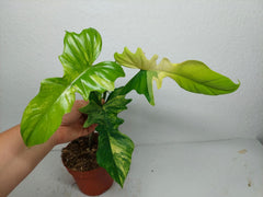 Philodendron Florida Beauty x Bipennifolium Variegata