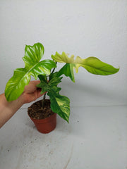 Philodendron Florida Beauty x Bipennifolium Variegata