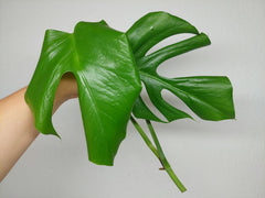 Monstera Sierrana Steckling (zum aussuchen)