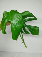 Monstera Sierrana Steckling (zum aussuchen)