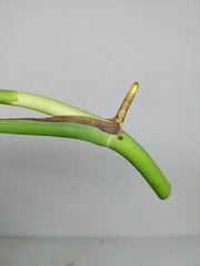 Monstera Sierrana Steckling (zum aussuchen)