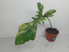 Philodendron Florida Beauty x Bipennifolium Variegata Steckling