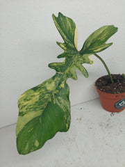 Philodendron Florida Beauty x Bipennifolium Variegata Steckling