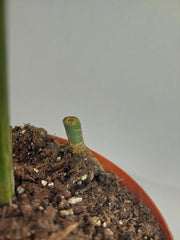 Philodendron Florida Beauty x Bipennifolium Variegata Steckling