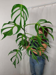 Monstera Burle Marx Flame XXL